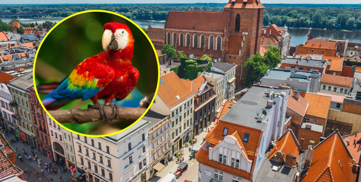 Zdjęcie w tle: Depositphotos. Papuga: Canva