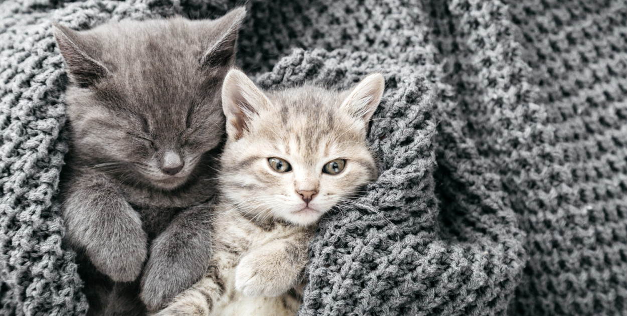 https://www.freepik.com/premium-photo/couple-cute-tabby-kittens-sleeping-gray-soft-knitted-blanket-cats-rest-napping-bed-feline-love-friendship-valentine-day-comfortable-pets-sleep-cozy-home-copy-space_16270403.htm#fromView=search&page=1&position=5&uuid=3