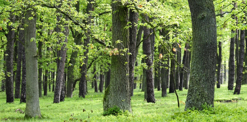 for. nadesłane z Nadleśnictwa Toruń