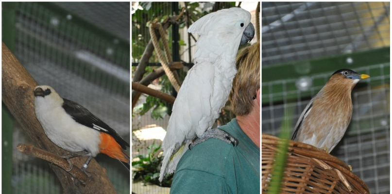 Oscar ma nowych kolegów, czy temperamentna papuga polubi nowych mieszkańców ptaszarni? fot. Ogród Zoobotaniczny
