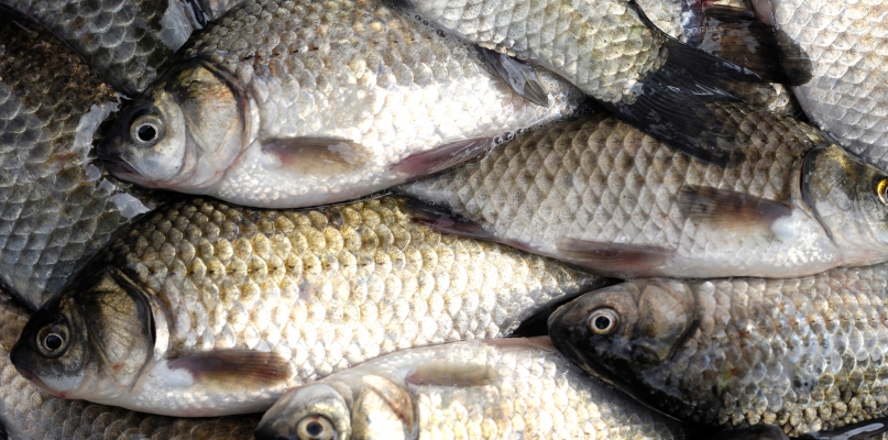 Mężczyźni nielegalnie złowili prawie 12 kg ryb, fot. depositphotos, zdjęcie ilustracyjne