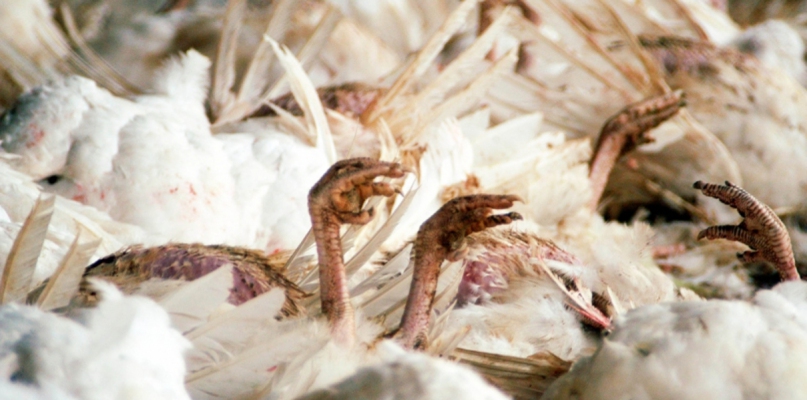 W tym roku w regionie wykryto siedem przypadków ptasiej grypy, fot. depositphotos