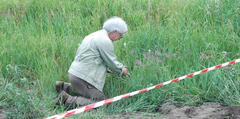 Dr Lucjan Rutkowski i jego odkrycie - czosnek grzebieniasty w Toruniu, fot. Miejski Zarząd Dróg w Toruniu
