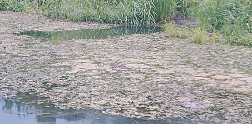Foto. Nadesłane