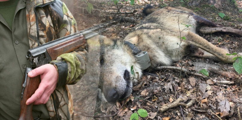 W miniony weekend został zabity też inny wilk, tym razem w okolicach Roztoczańskiego Parku Narodowego. Zdjęcia ilustracyjne. Fot. depositphotos.com