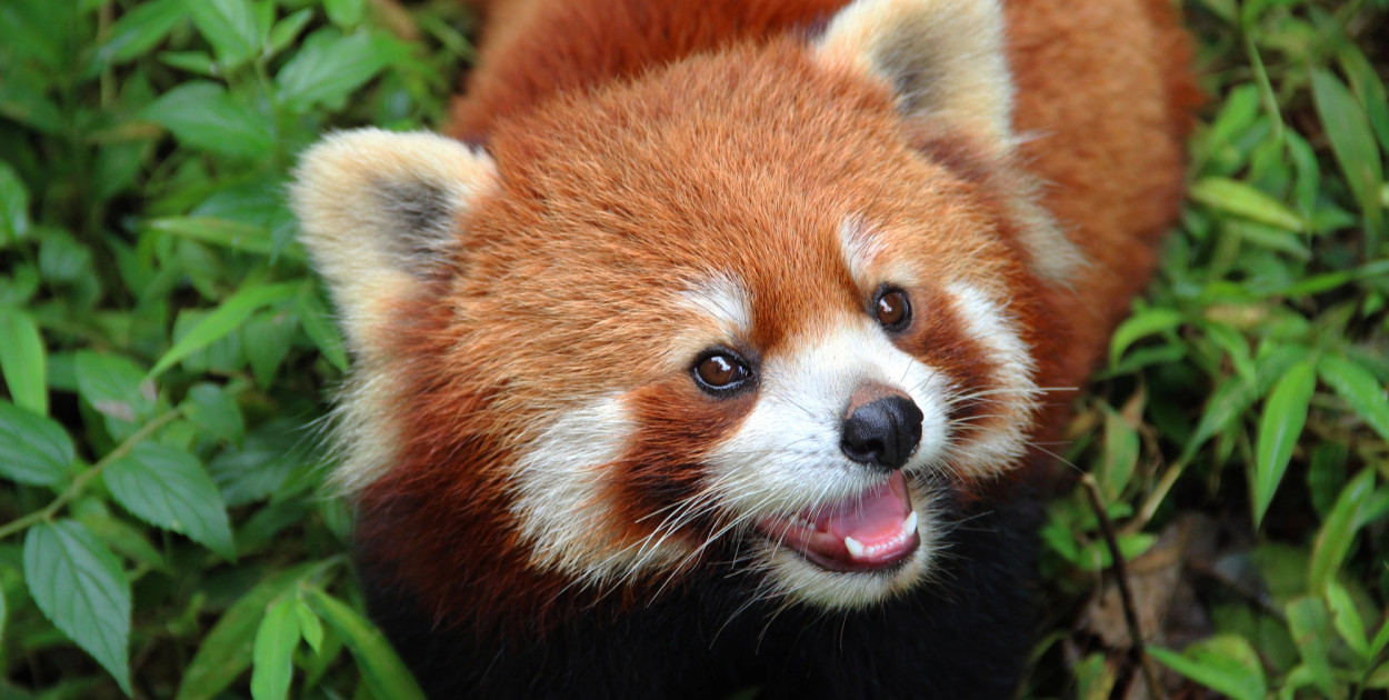 Panda czerwona. Zdjęcie ilustracyjne. Depositphotos