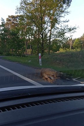 Wypadek z łosiem w Brzozie. Zwierzę zmarło-10817