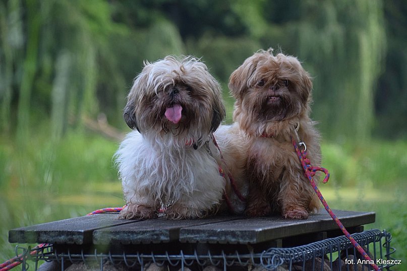 Zuzanna i Lajla czekają na dom