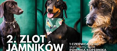 Toruński Zlot Jamników-7779