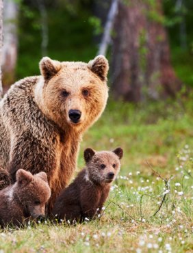 Niedźwiedzie w lasach w pobliżu Torunia? Leśnicy wyjaśniają!-40989