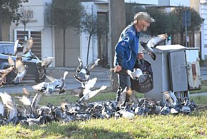 Gołębia "INWAZJA" na Bydgoskim? "Senior je karmi, osiedle tonie w brudzie"-59725