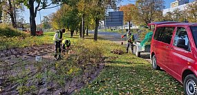 Toruń się zazielenia! Setki nowych krzewów do końca rok