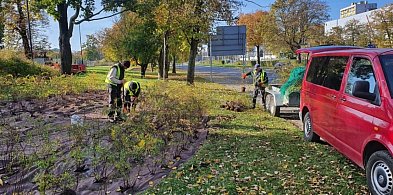 Toruń się zazielenia! Setki nowych krzewów do końca roku-60893