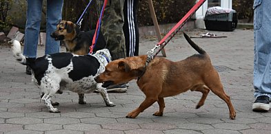 Rekordowa akcja Wyprowadź PSA! w toruńskim schronisku [FOTO]-61457