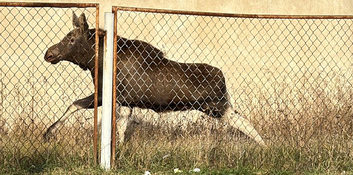 Śmierć łoszaka wywołała falę gniewu: "Skandal!"-62610