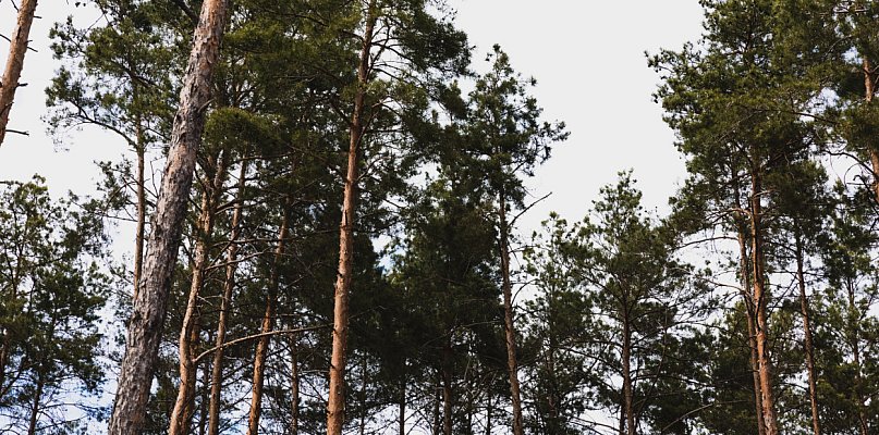 Tajemnicze oznaczenia na drzewach – co się dzieje na Barbarce? - 63317