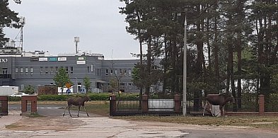 Nie uwierzysz, kto przyszedł pod kościół na Skarpie! Straż Miejska bije na alarm-67296