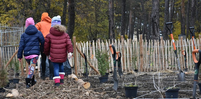 To nie zwykłe drzewa! Mikrolasy Miyawaki podbijają Toruń - 67571