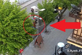 Szokujące sceny w centrum miasta. Kompletnie pijany 54-latek strzelał do...-67683