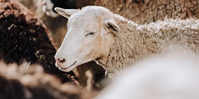Krwawy atak wilków na stado owiec!-68230