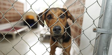 Kontrole w schroniskach dla zwierząt. Pilne zalecenia dla przytułku w...