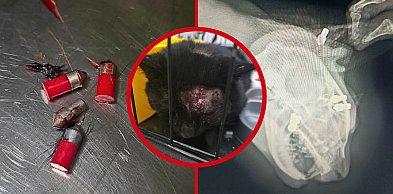 "Celował w głowę, chciał zabić". Wstrząsająca interwencja fundacji