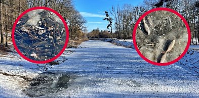 Toruń | "Ekologiczny dramat" na Martówce? Mamy niepokojące zdjęcia [FOTO]