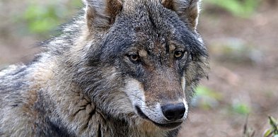 Drapieżnik krąży w pobliżu zabudowań. Służby proszą o wzmożoną czujność