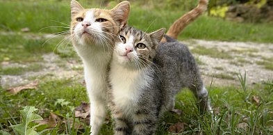 Koci weekend w Toruniu. Schronisko zaprasza na wielkie święto mruczków