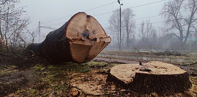 Prokuratura umorzyła, sąd cofnął sprawę. Chodzi o wyrżnięty stary dąb