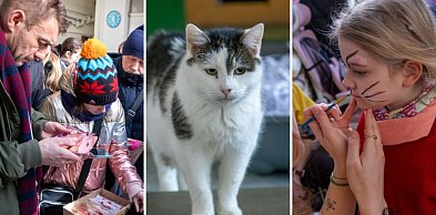 Kocie święto zaczęło się w weekend. Dziś jego kulminacja [FOTO]