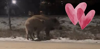 Walentynki w Toruniu? Przy Łódzkiej... wyjątkowa randka [WIDEO]