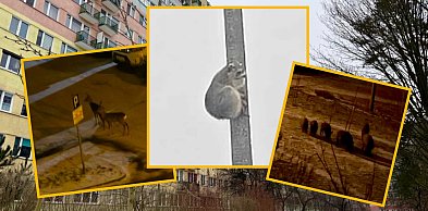 Miejskie safari w regionie. Dzika seria pod blokami. Mamy nagrania!