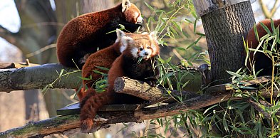 Wyjątkowe narodziny w Toruniu. Te pandy to prawdziwa rzadkość w skali świata