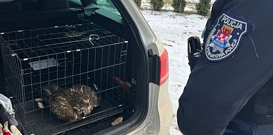 Potrącony i bez szans na ucieczkę. Policjanci nie przeszli obojętnie