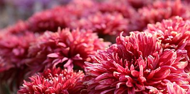 Dalia Story: dalie polecane na pierwsze nasadzenia