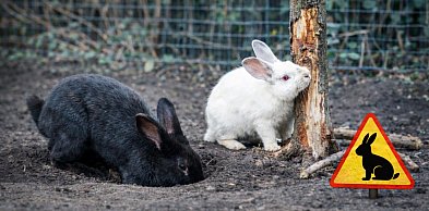 Niespodziewany problem w Toruniu. Chodzi o… dzikie króliki