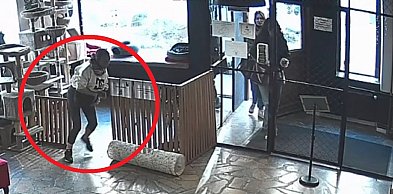 Toruń | SKANDALICZNE sceny w kociej kawiarni! Próbowała wynieść kota [WIDEO]