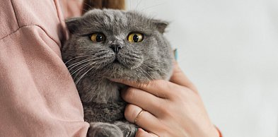 Gmina pod Toruniem zapłaci za zabieg u weterynarza. Wystarczy złożyć wniosek