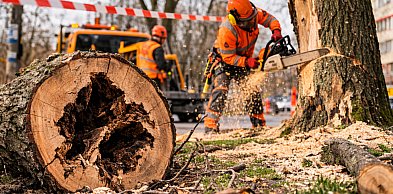 W Toruniu ruszy wycinka drzew. Miasto podało długą listę...