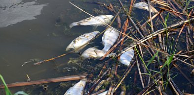 Niepokojący widok w toruńskim stawie. Mieszkańcy alarmują. Miasto tłumaczy