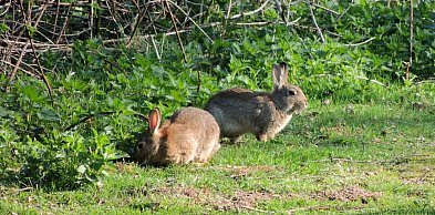 Niespodziewany problem w Toruniu. Chodzi o… dzikie króliki