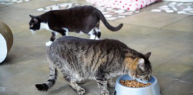 Duże pieniądze dla bezdomnych zwierząt w Toruniu. Nowy program już przyjęty