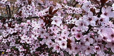 Ciepło wraca do Torunia. Deszczu wciąż jak na lekarstwo