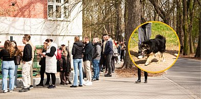 Kolejka chętnych zawijała wzdłuż drogi! Spacery z psami znów ruszyły [FOTO]