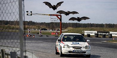 Toruń | MotoPark i... nietoperze w roli głównej. Spór skręca w...
