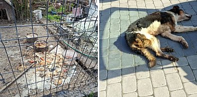 Brud, cierpienie i interwencja TOZ. Pies należał do... skarbnik miasta