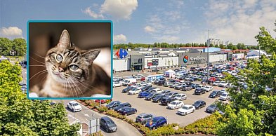 Pomoc dla kotów i coś więcej. W weekend wyjątkowa akcja w Toruniu