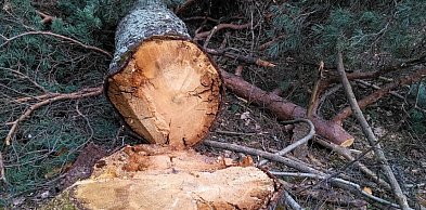 Wycinka drzew w całym Toruniu. Lista lokalizacji jest długa