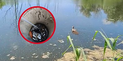 Zrozpaczona kacza mama nie wiedziała co robić. Gdzie podziały się kaczątka?